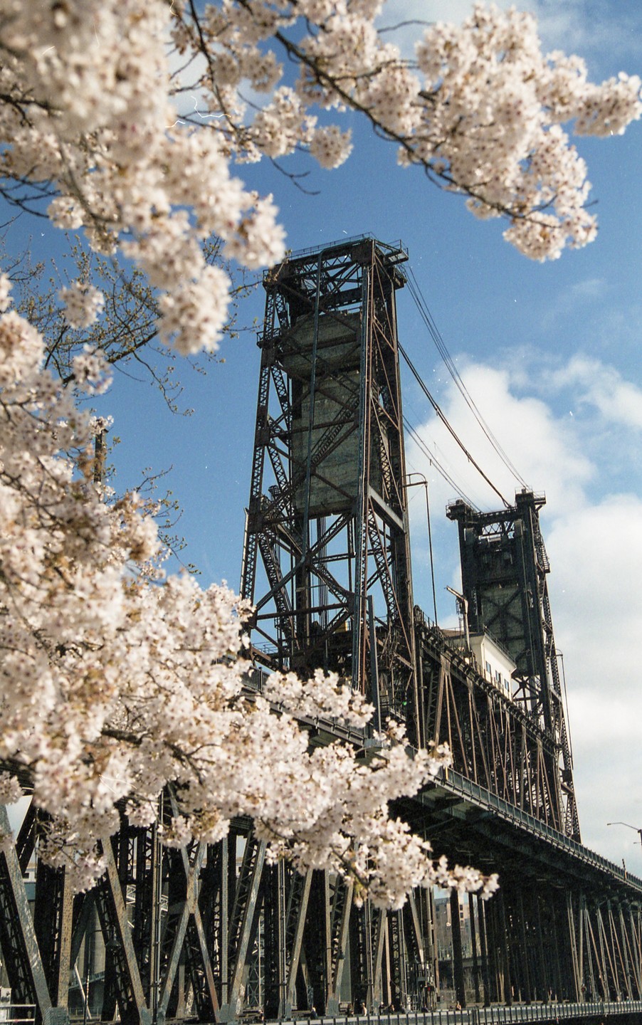 Cherry blossoms frame a view of the Steel Bridge against a blue sky with clouds.