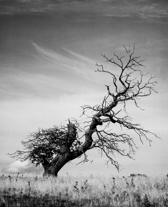 A half-dead tree with bare branches on one side and foliage on the other stands in a field under a cloudy sky.