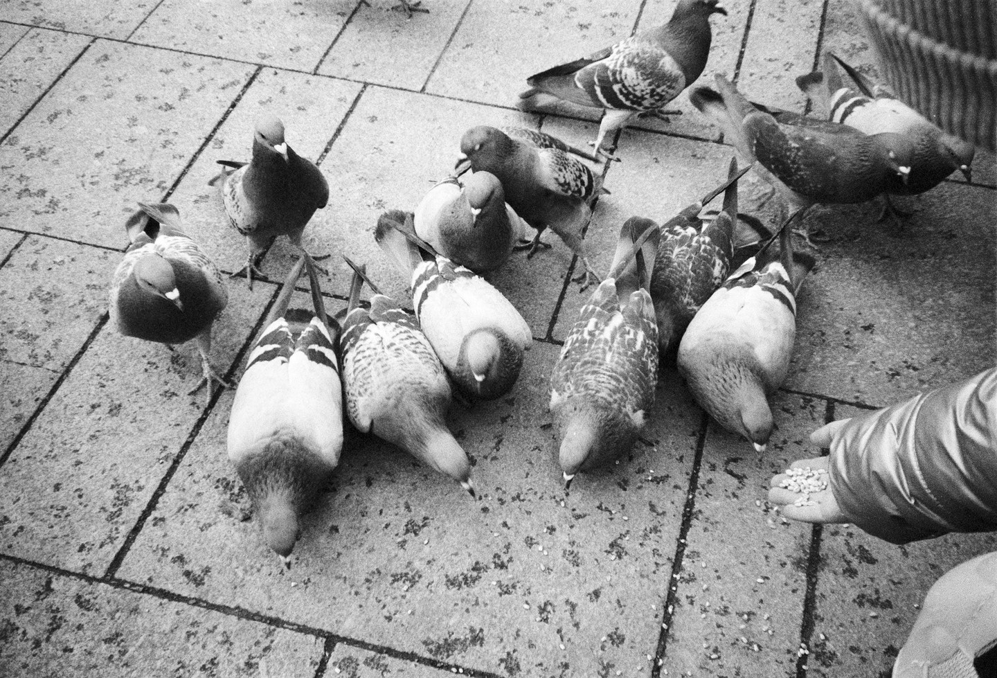 A child's hand feeds a flock of pigeons on a paved surface.