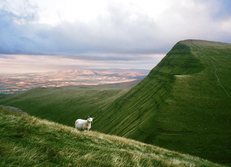 A sheep stands on a grassy hillside with a large mountain and valley in the background under a cloudy sky.