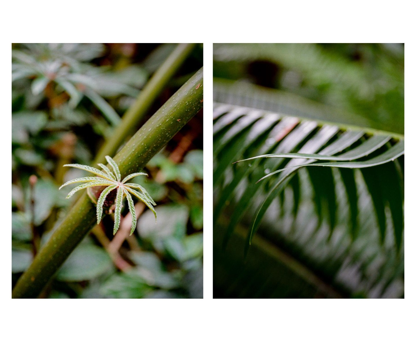 A diptych shows a small plant growing on a thick stem and a close-up of a palm frond.