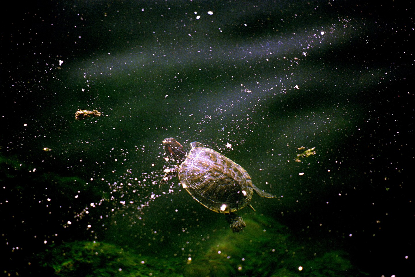 A turtle swims in dark water with light particles surrounding it.