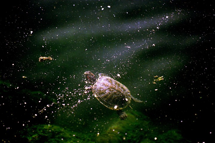 A turtle swims in dark water with light particles surrounding it.