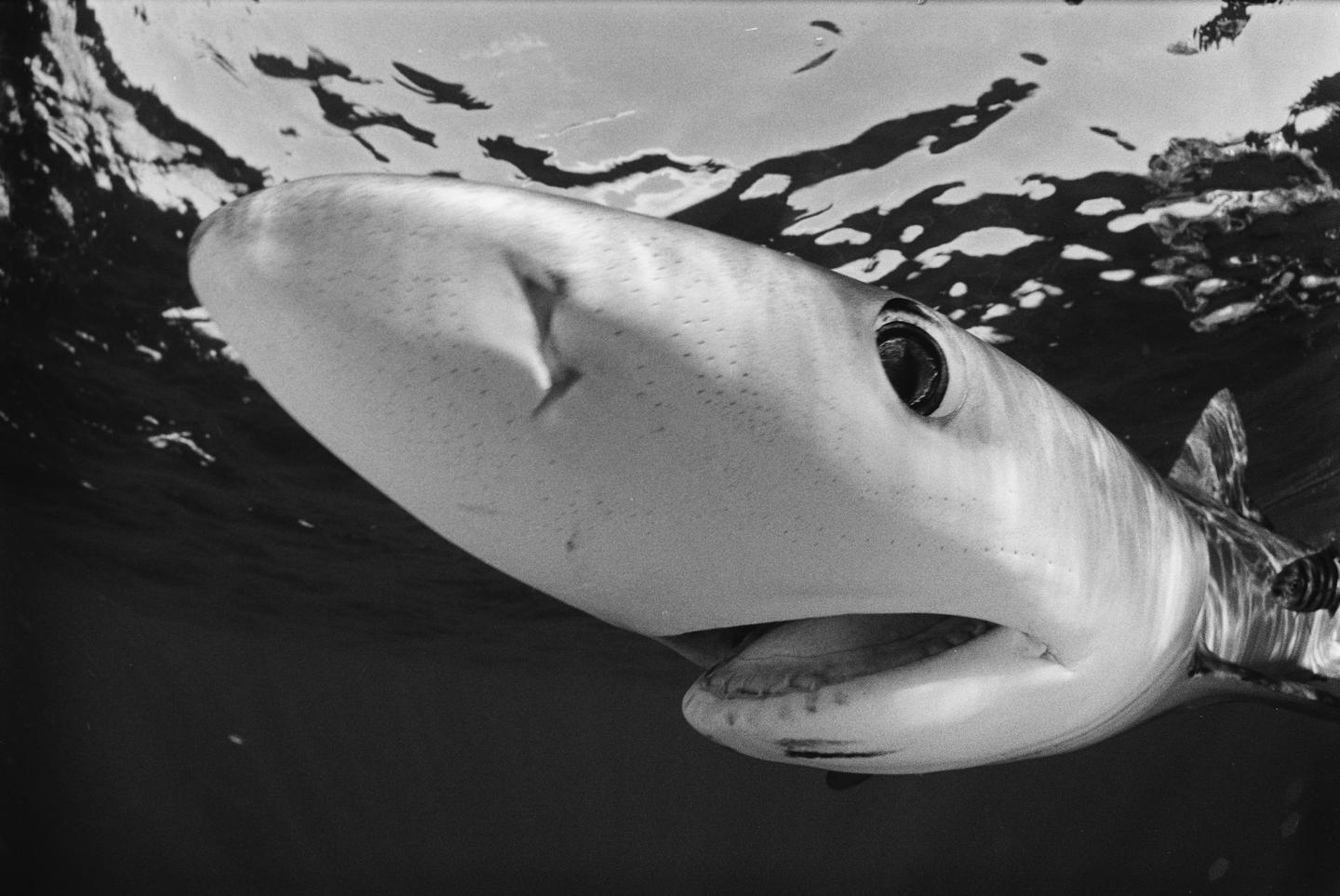 A blue shark swims underwater with its mouth slightly open, revealing small teeth.