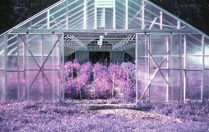 A greenhouse with purple plants inside and purple grass in front is shown from a low angle.