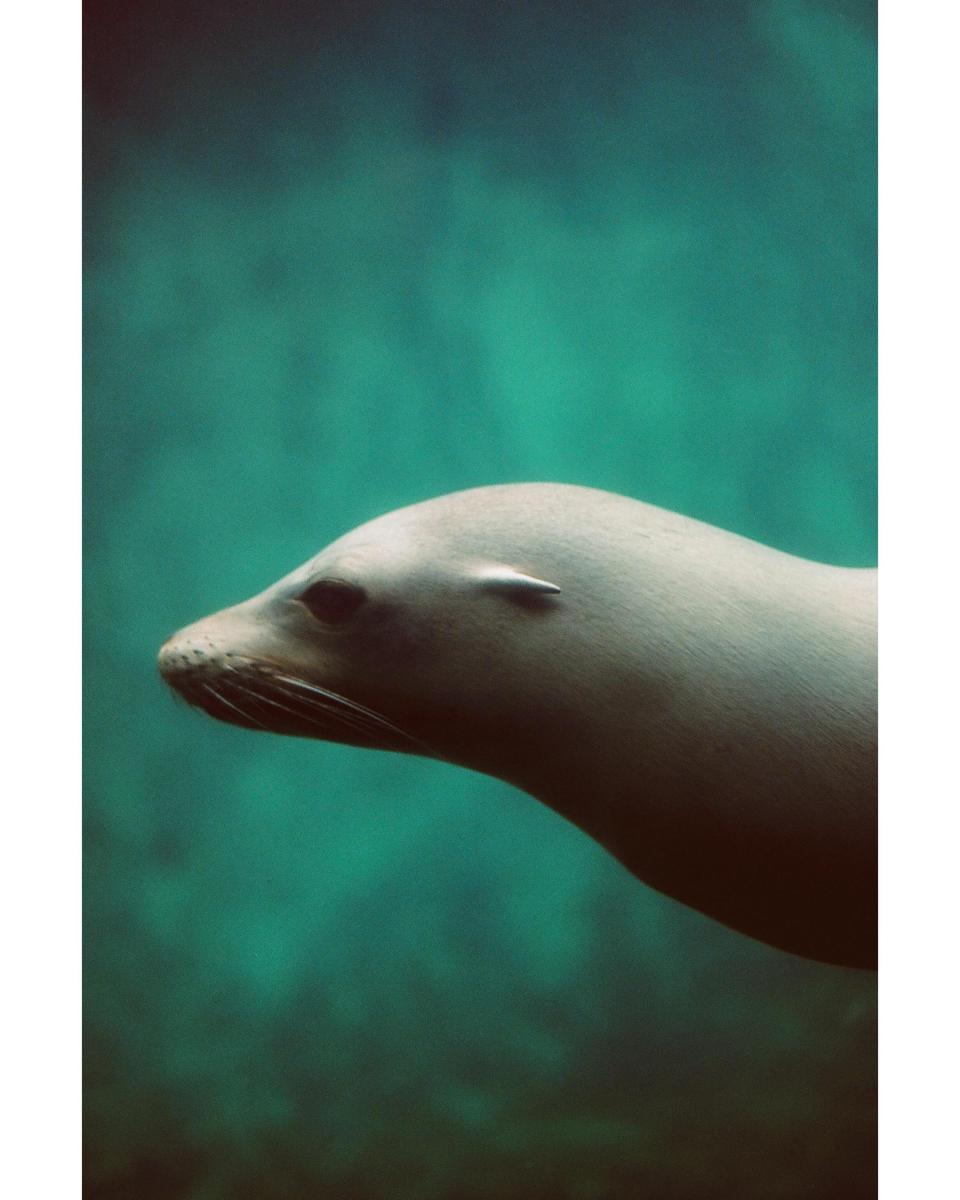 A sea lion swims in blue water.