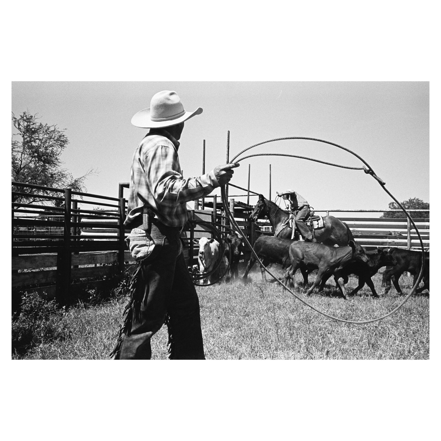 A cowboy holds a lasso in a fenced enclosure with cattle and another cowboy on horseback.