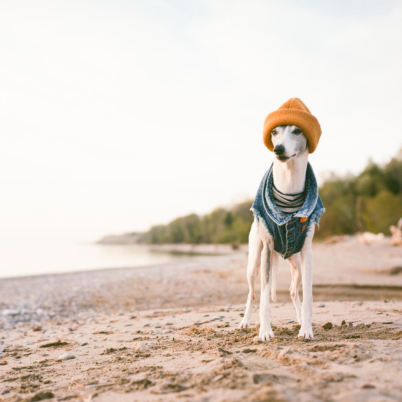 A dog wearing a beanie and a denim vest stands on a sandy beach.