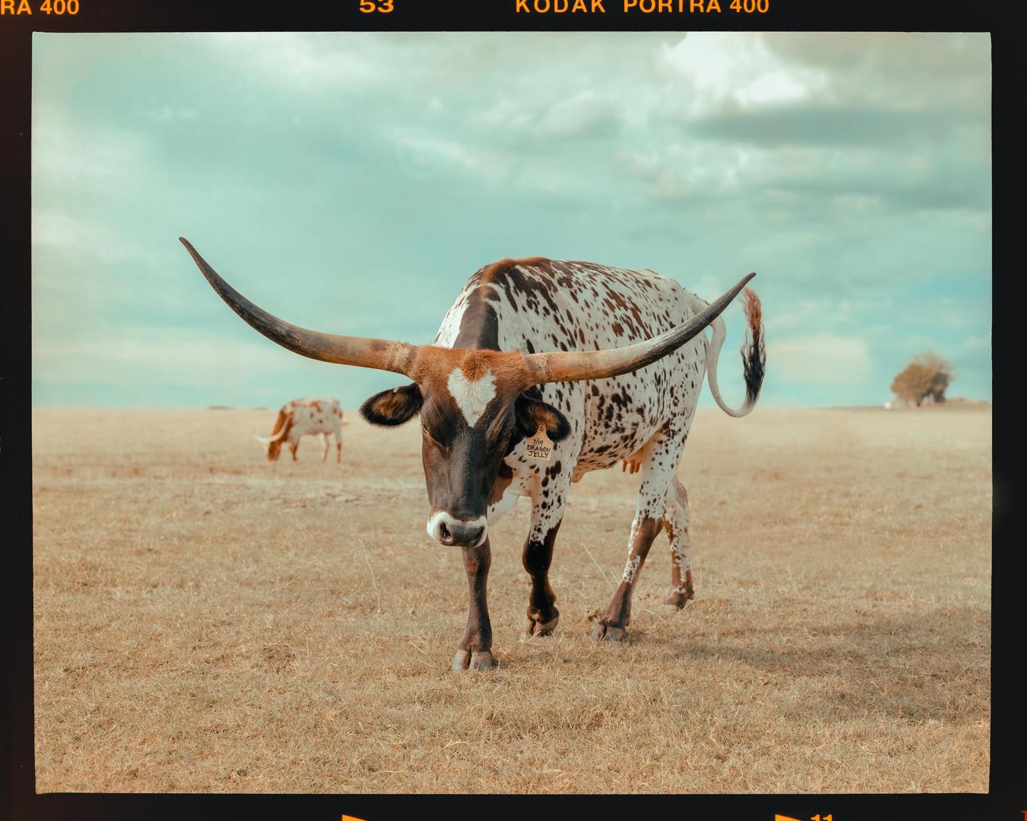 A longhorn cow with a heart-shaped marking on its head stands in a field with another cow in the background.