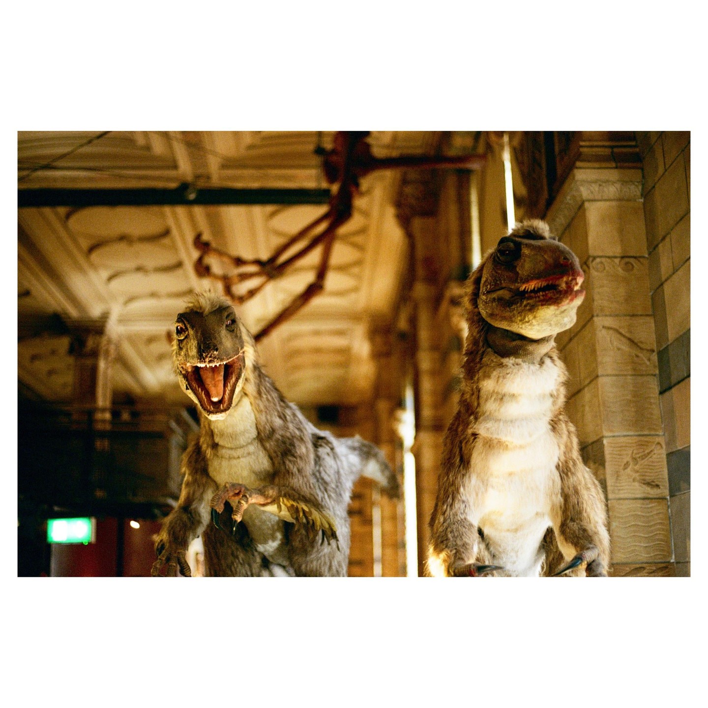 Two dinosaur models with open mouths are displayed in a museum hall with ornate ceilings and pillars.