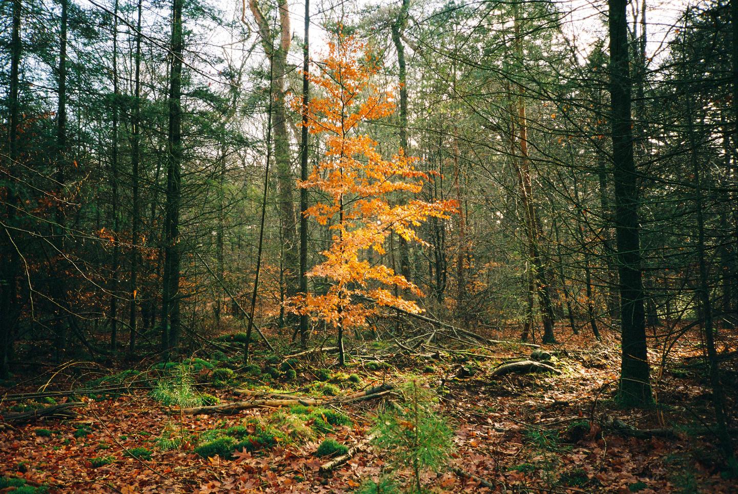 A single tree with bright orange leaves stands out in a forest of mostly green and bare trees.