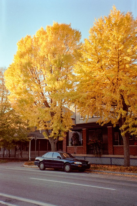 A black sedan is parked on a street lined with houses and large trees with bright yellow autumn foliage.