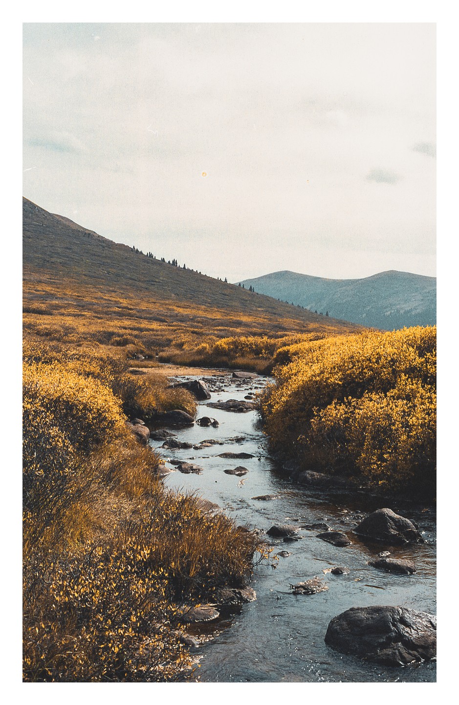 A narrow creek flows through a field of golden bushes with mountains in the background.