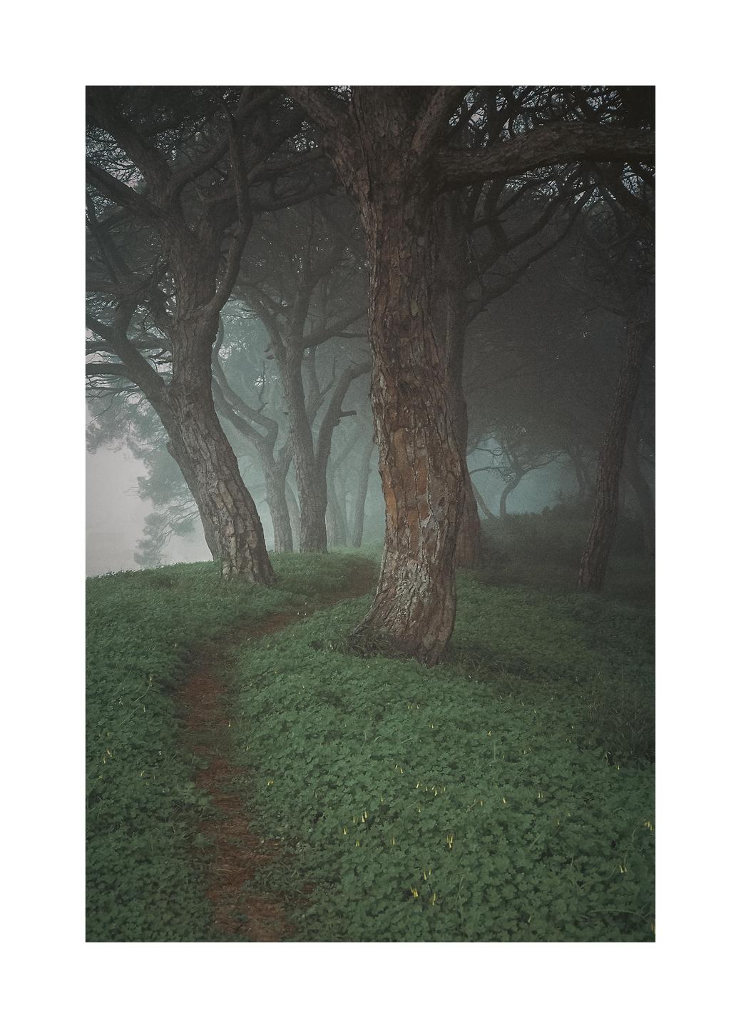 A narrow path winds through a dense forest of tall trees shrouded in fog.