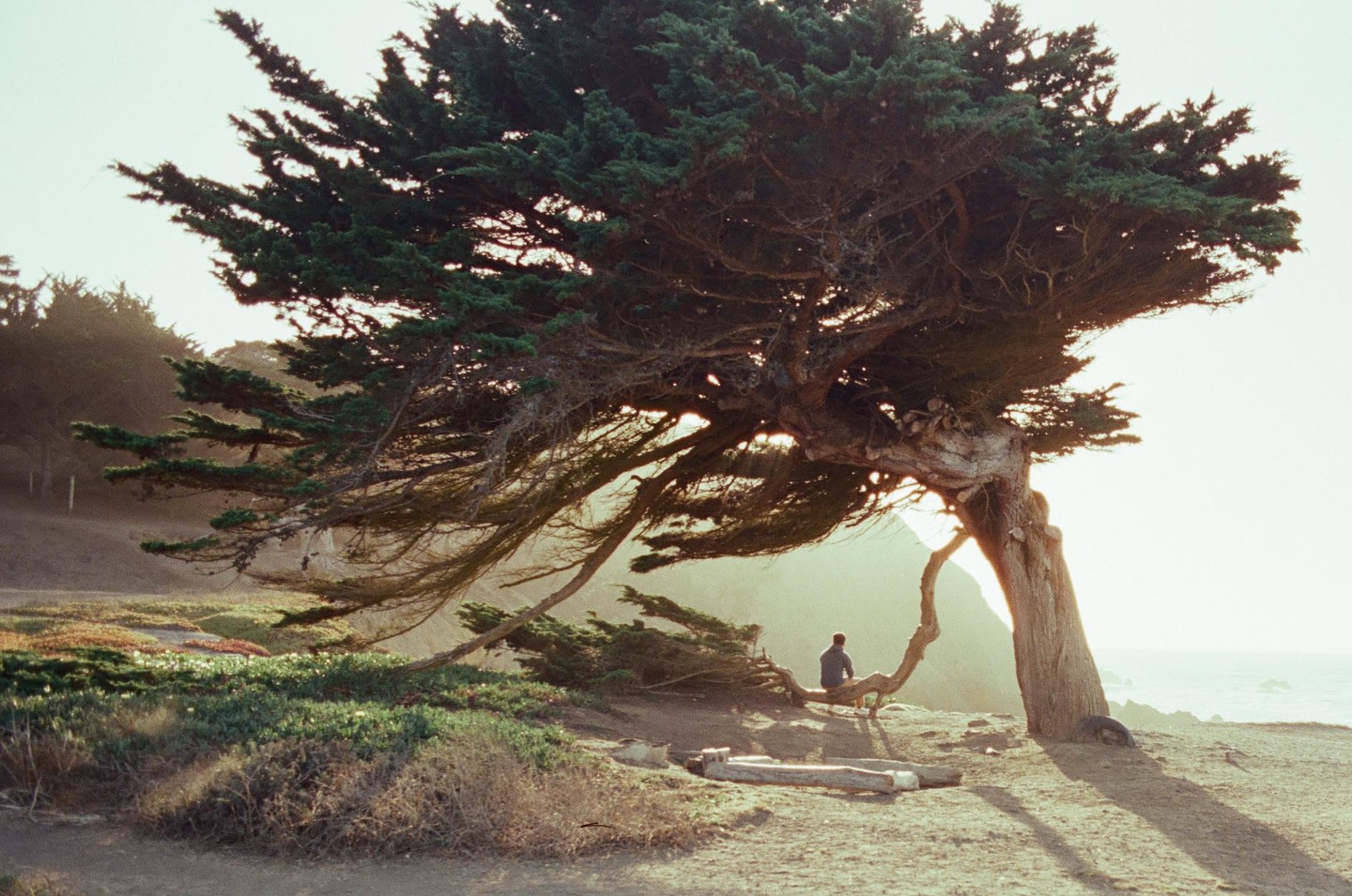 A person sits on a tree branch overlooking the ocean at golden hour.