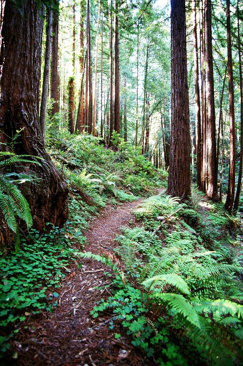 A narrow dirt path winds through a dense forest of tall redwood trees and lush green undergrowth.