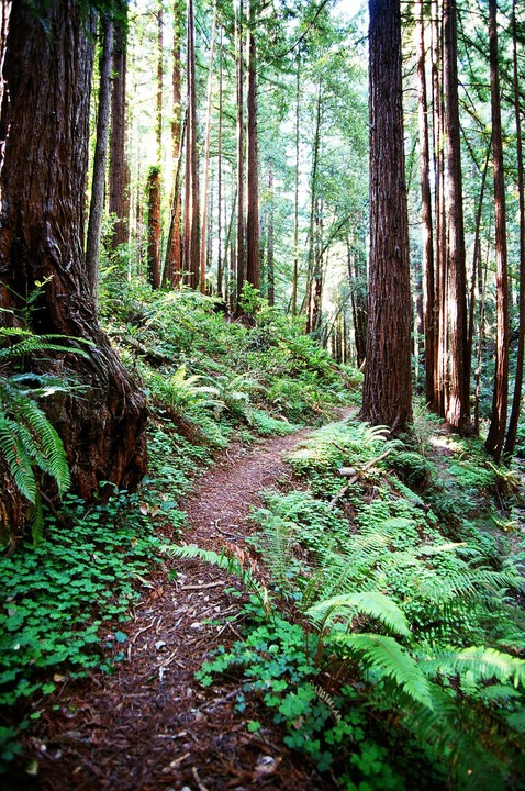 A narrow dirt path winds through a dense forest of tall redwood trees and lush green undergrowth.