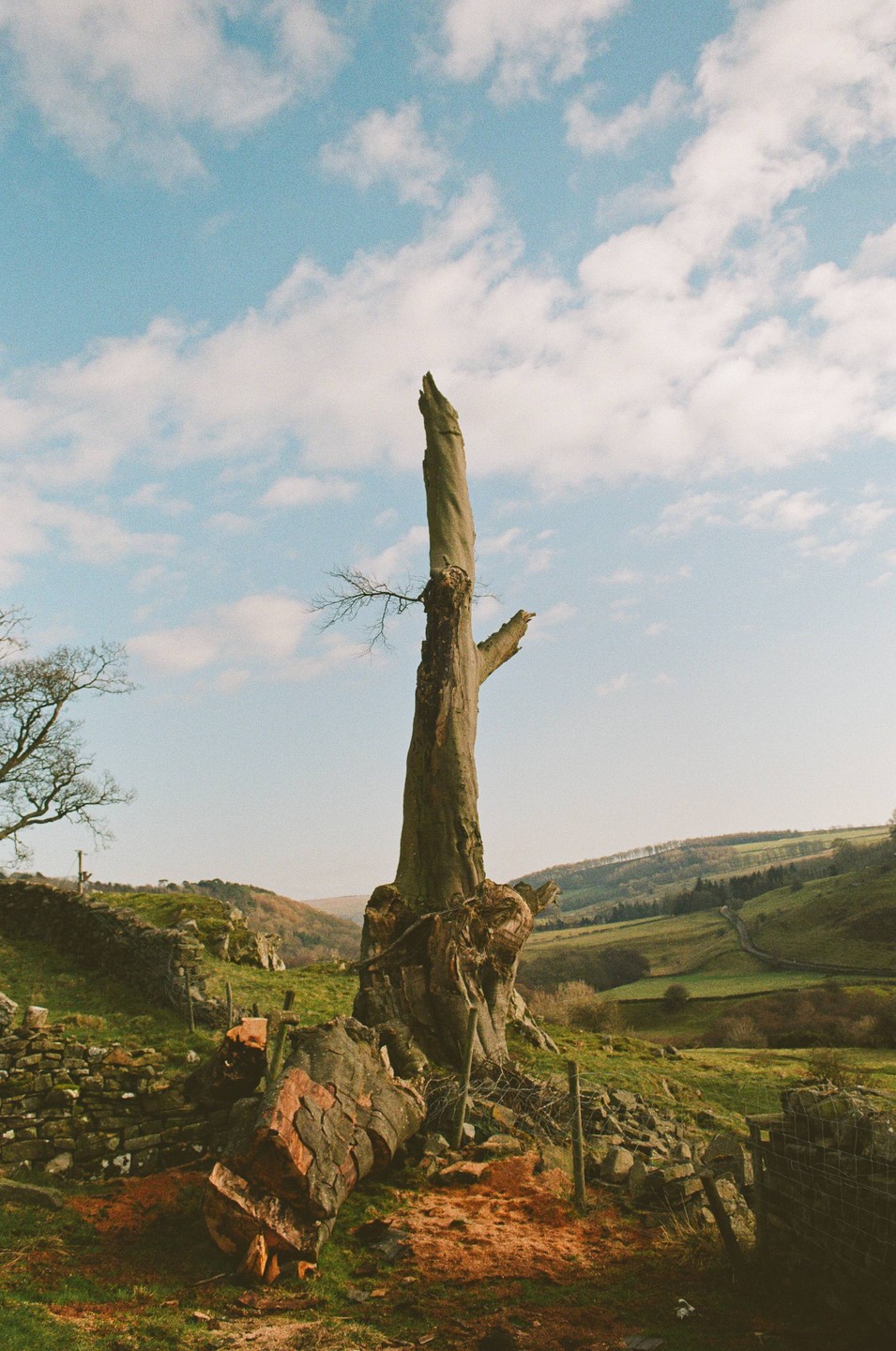 A tall, dead tree trunk stands in a green, hilly landscape under a blue sky with white clouds.
