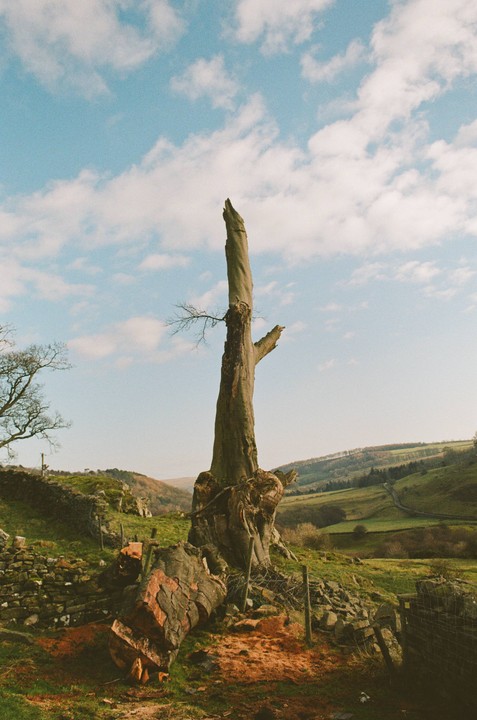 A tall, dead tree trunk stands in a green, hilly landscape under a blue sky with white clouds.