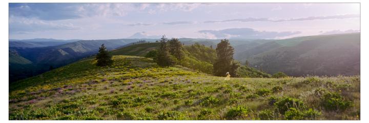 A woman in a yellow dress stands in a field of wildflowers on a hillside overlooking a valley.