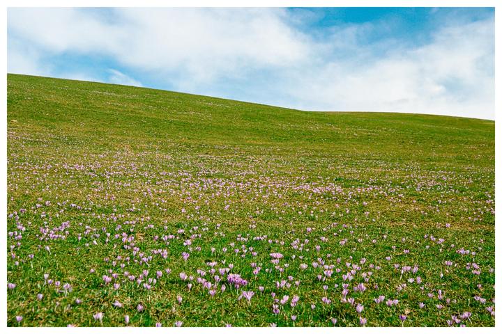 A green hillside is covered in small purple flowers under a blue sky with white clouds.