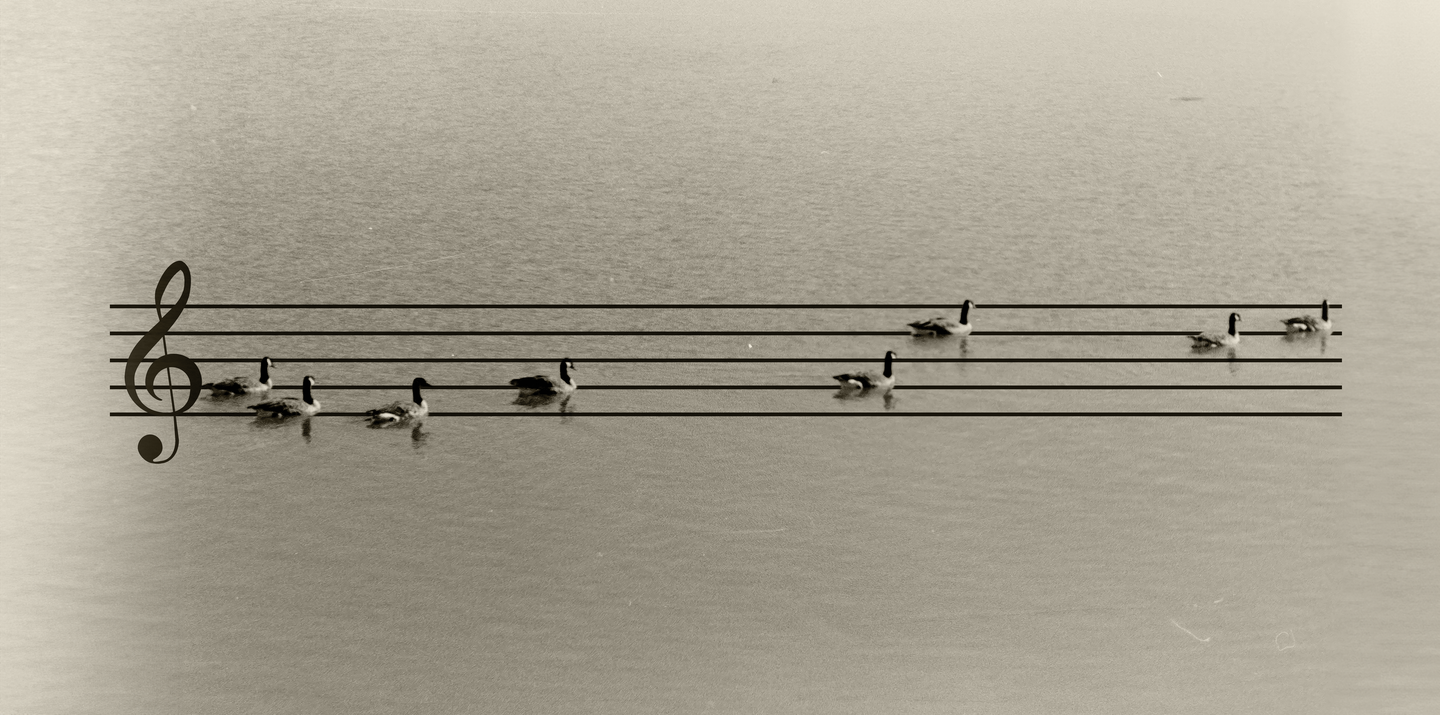 A group of geese float on water with a musical staff and treble clef superimposed over the image.