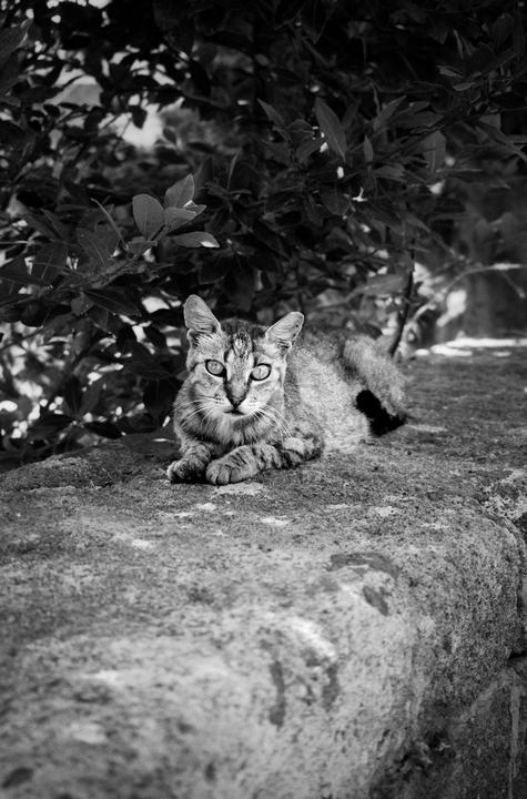 A cat with bright eyes is resting on a stone wall in front of leafy bushes.