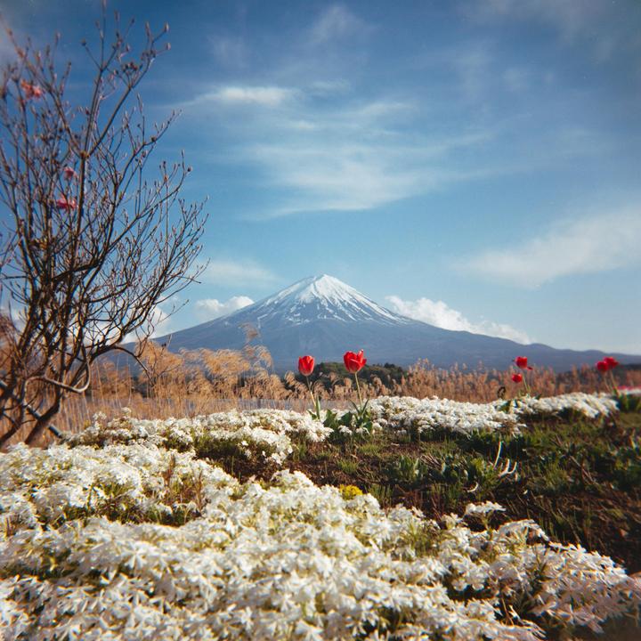 Mount Fuji with a snow-capped peak rises behind a field of white flowers and red tulips under a blue sky.