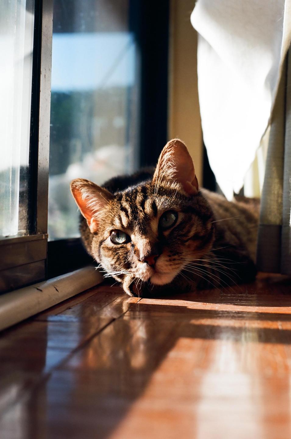 A tabby cat with green eyes rests on a wooden floor next to a window.