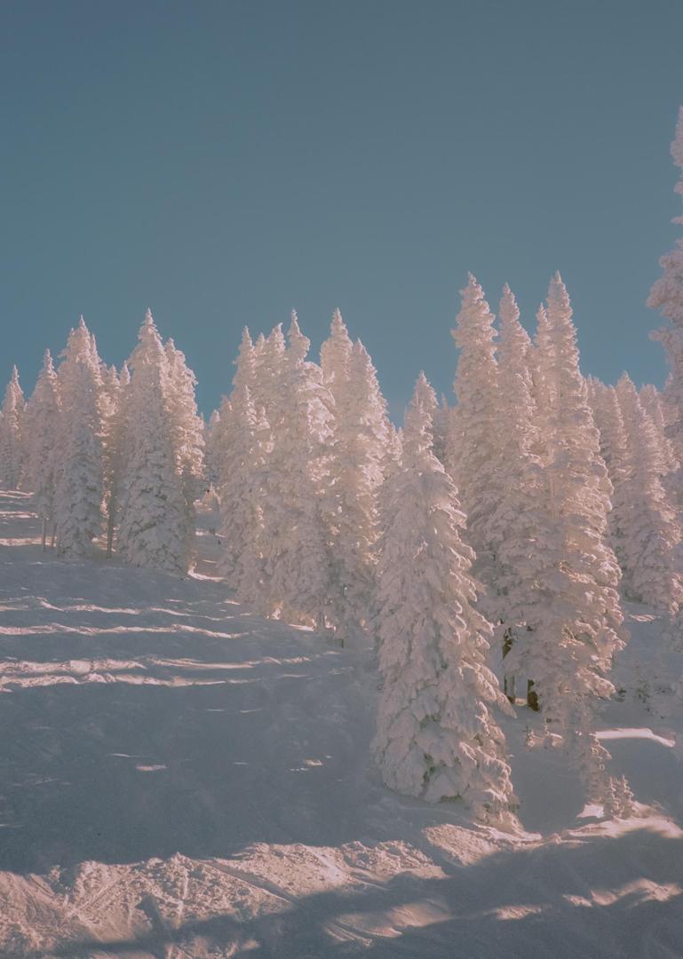 Snow Caked [Yashica T5, 35mm, Portra 400], shot on YASHICA T5