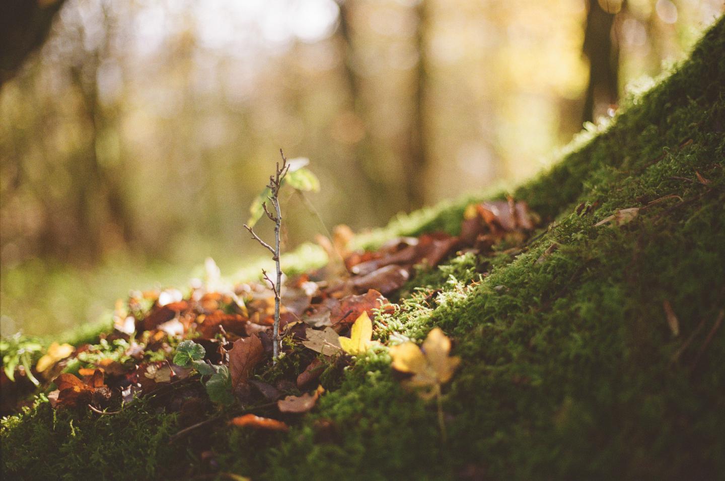 A small plant grows from a mossy surface covered with autumn leaves.