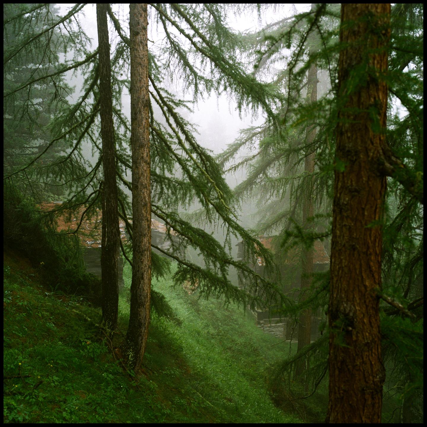 Two tall trees stand in a misty forest with green undergrowth and a building visible in the background.