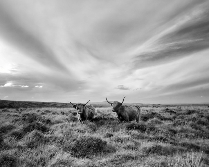 Two highland cows stand in a field under a dramatic sky.