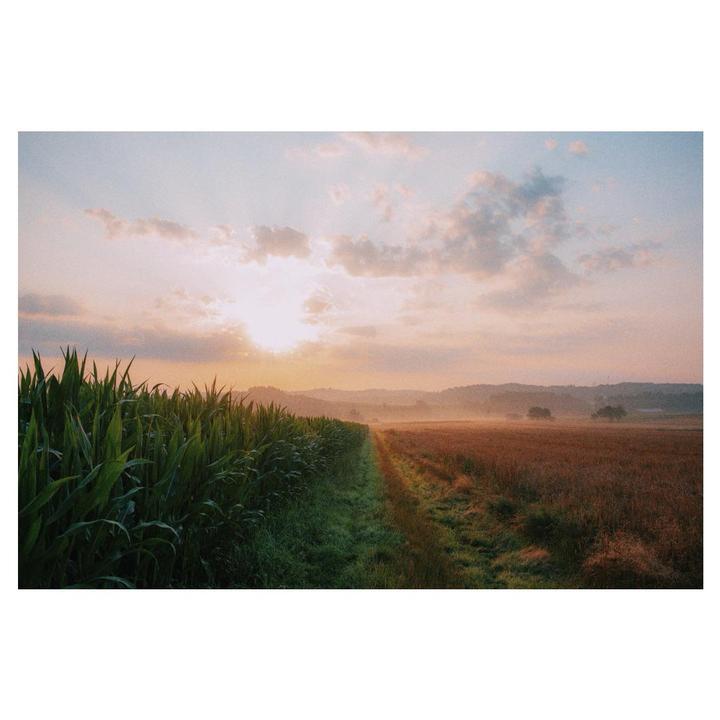 The sun rises over a misty field with tall crops on the left and a path dividing two fields.