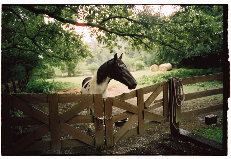 A black and white horse stands behind a wooden gate in a field with hay bales under a tree.