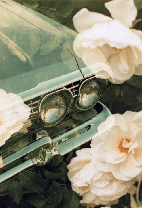 A vintage car is surrounded by white roses and green foliage.