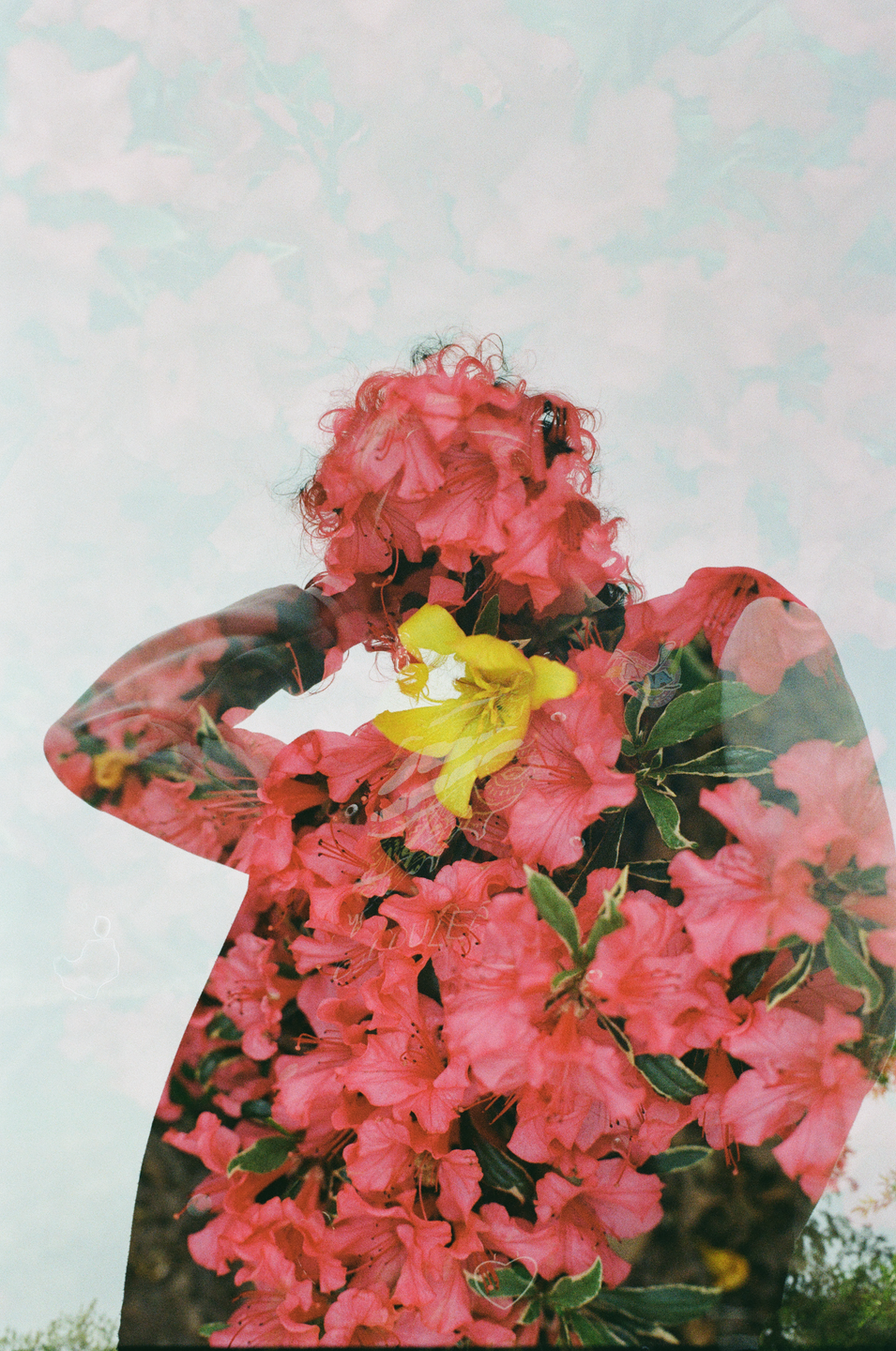A double exposure shows a person's silhouette filled with pink flowers and a single yellow flower.