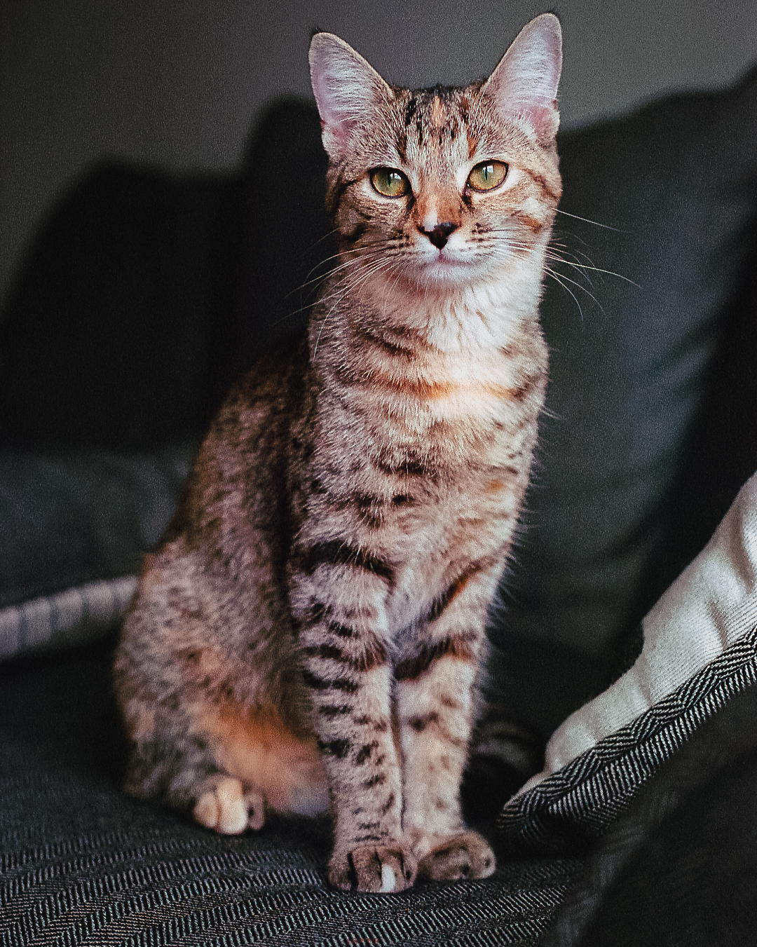 A tabby cat sits on a dark gray couch next to a pillow.