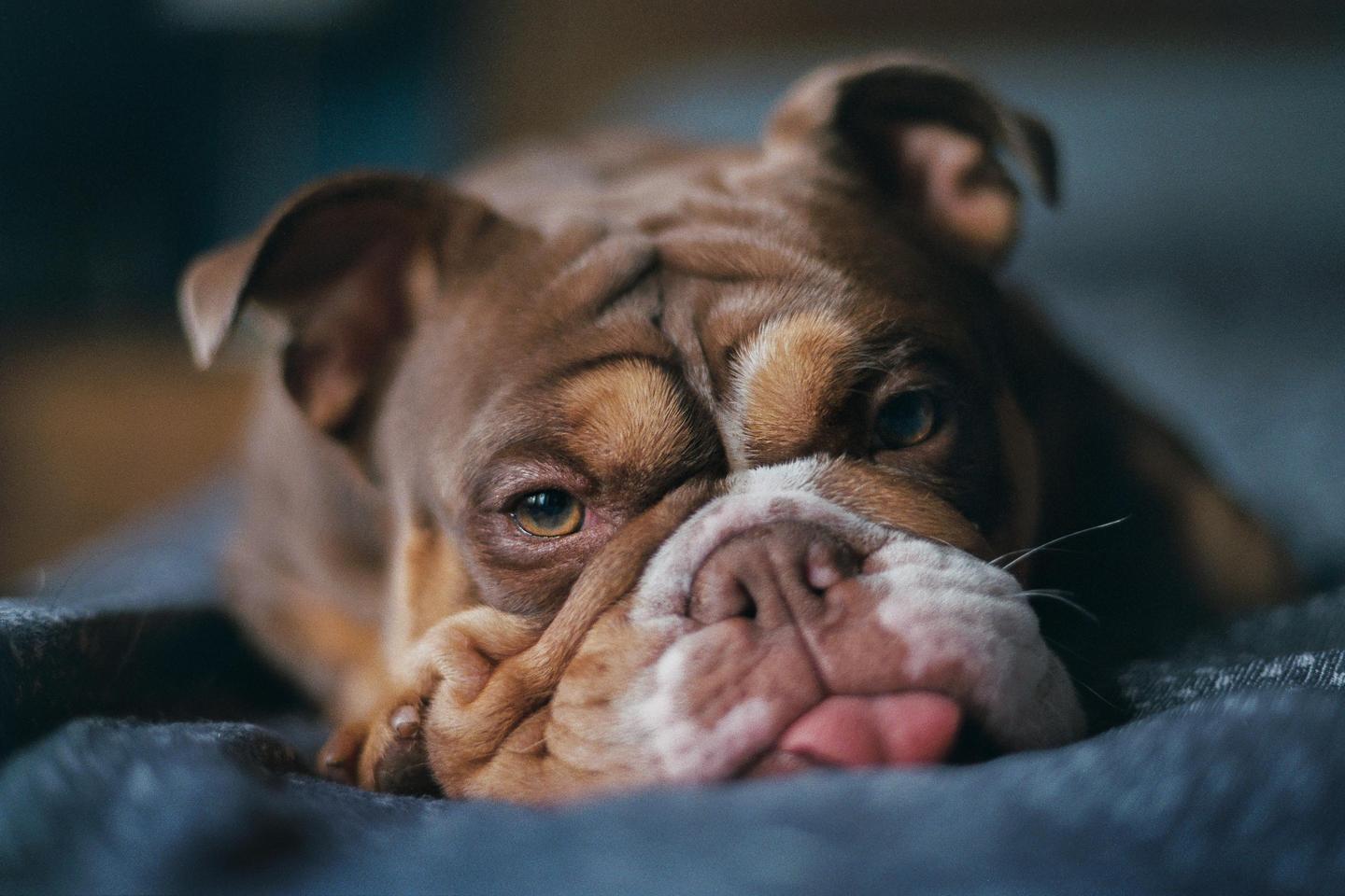 A brown and white bulldog with its tongue slightly out is resting on a blue blanket.