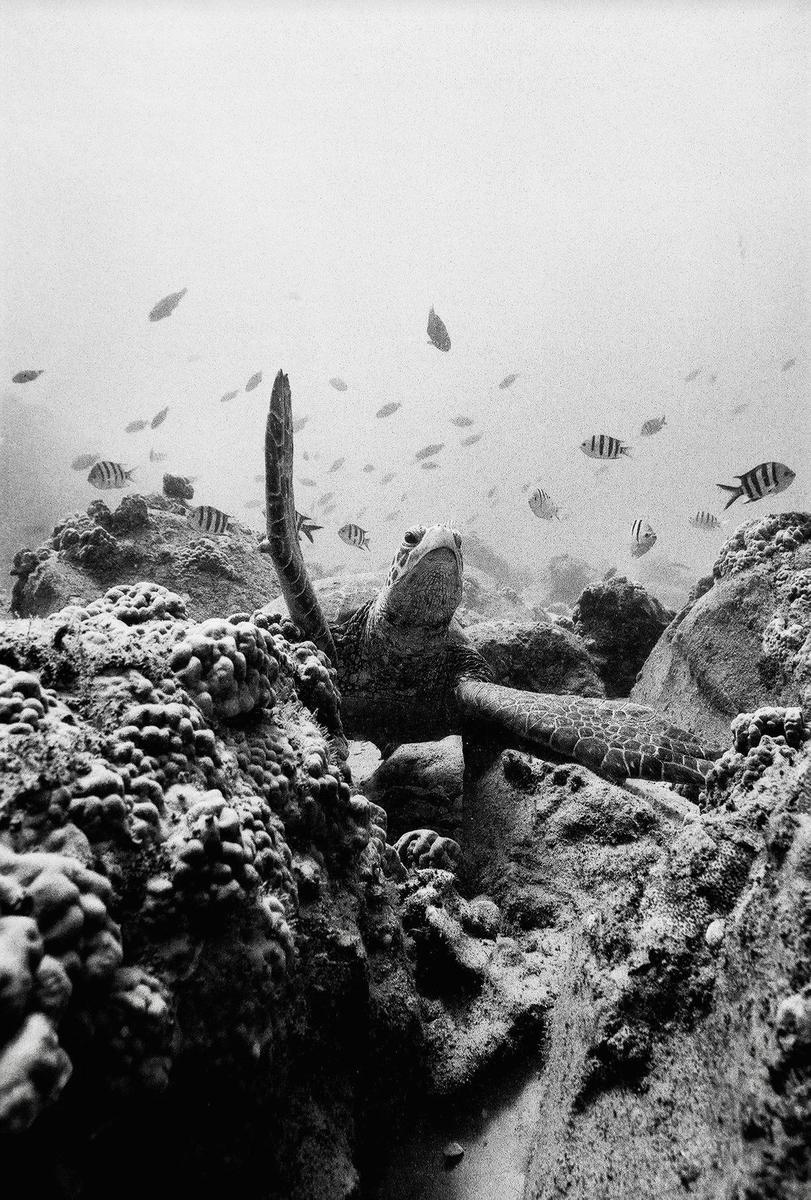 A sea turtle swims among coral and small fish underwater.