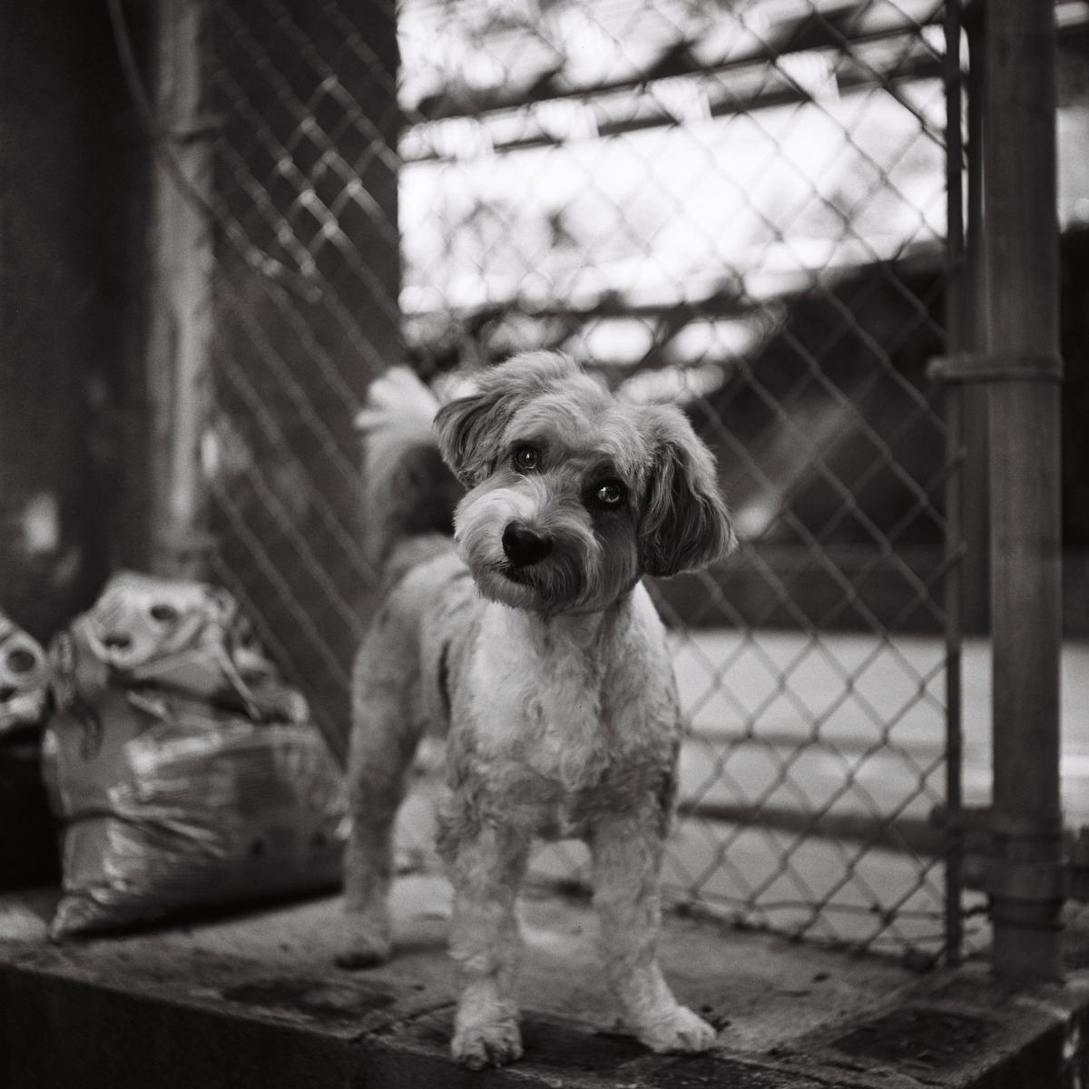 A small dog with a fluffy tail stands on a ledge next to a chain-link fence.