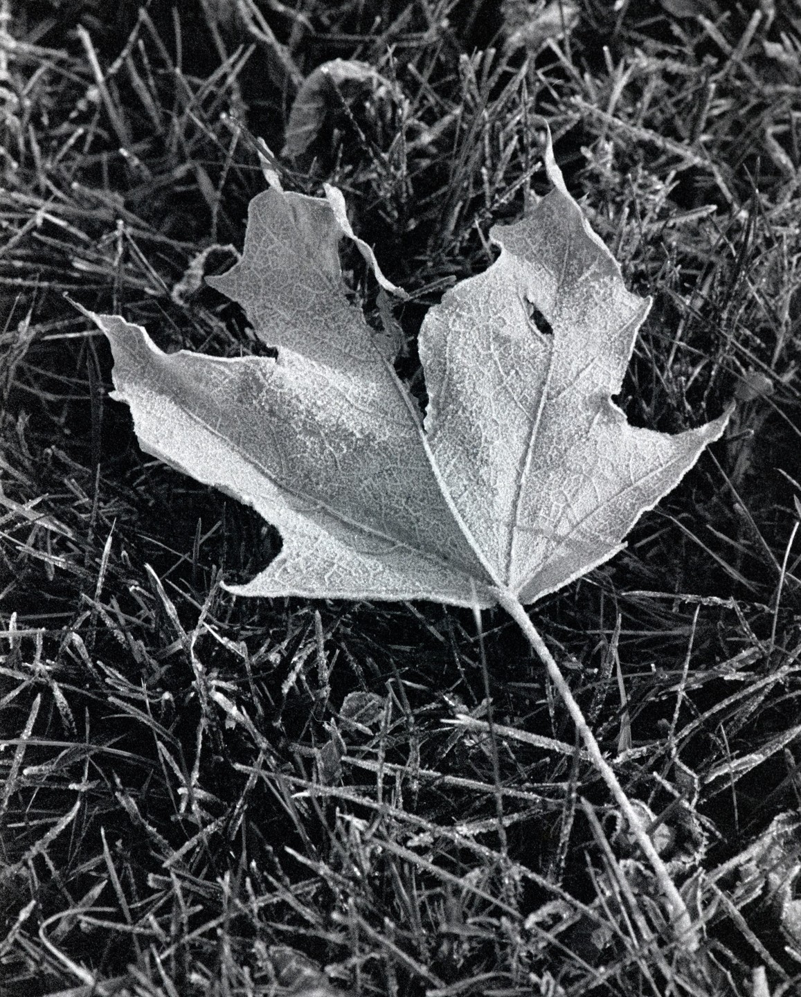 A frosted maple leaf rests on a bed of frosted grass.