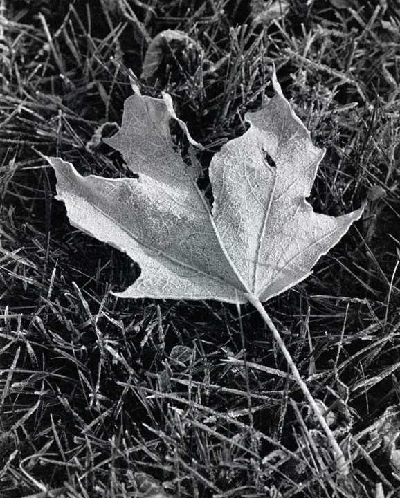 A frosted maple leaf rests on a bed of frosted grass.