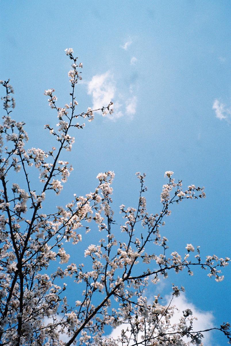 White blossoms on tree branches are set against a bright blue sky with a few clouds.