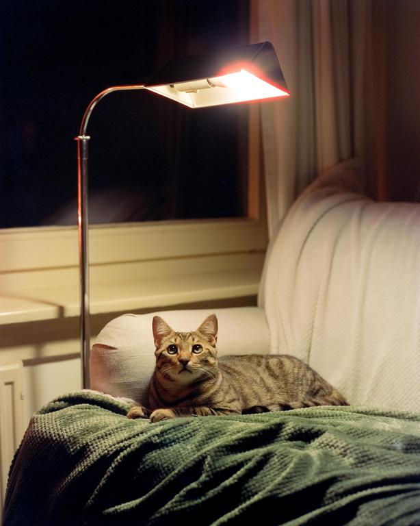 A tabby cat is lying on a green blanket on a couch next to a floor lamp.