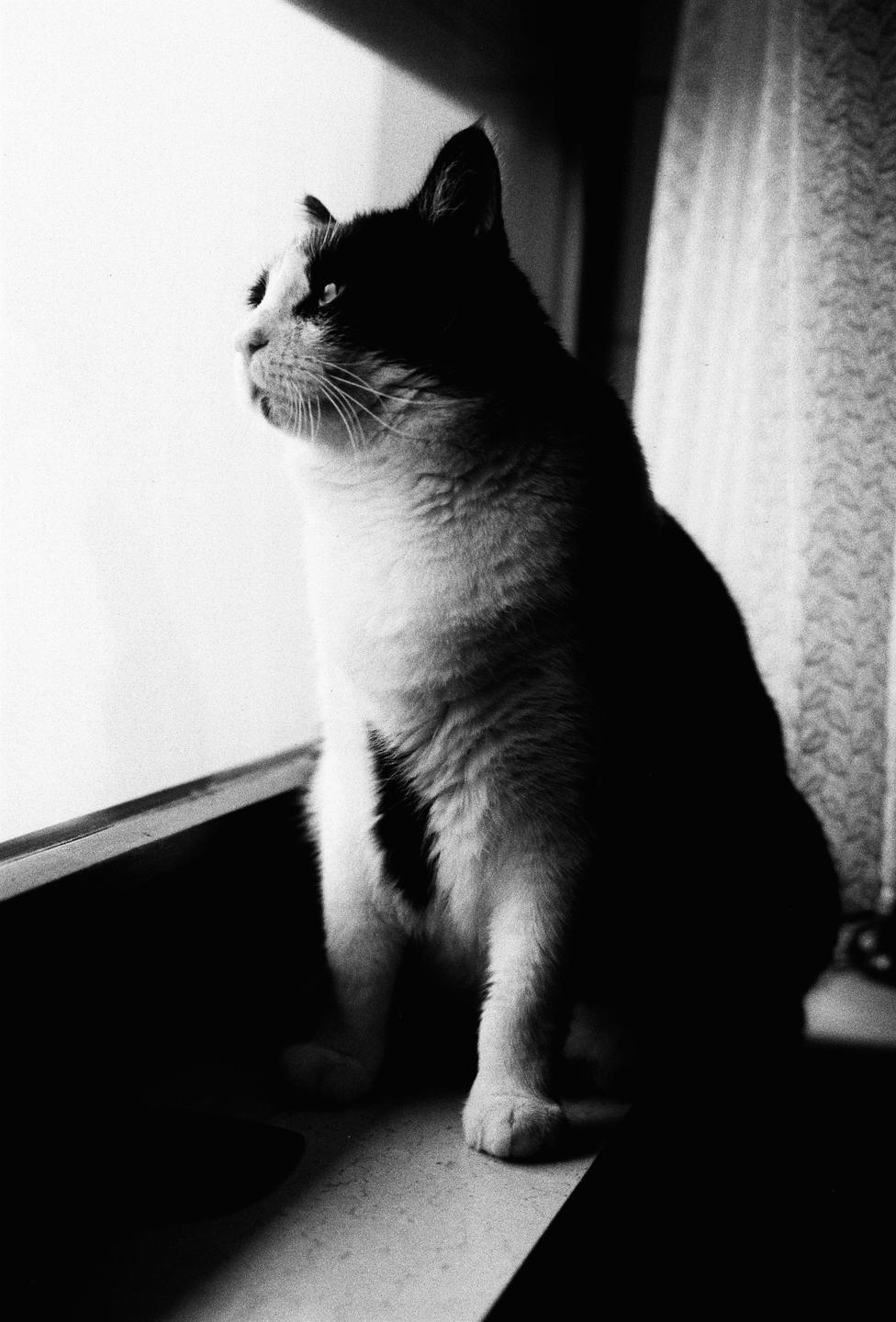 A black and white cat sits on a windowsill looking out of a window.