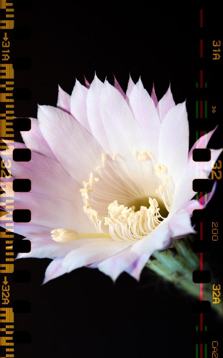 A light pink cactus flower with a yellow center is shown against a dark background with film borders.