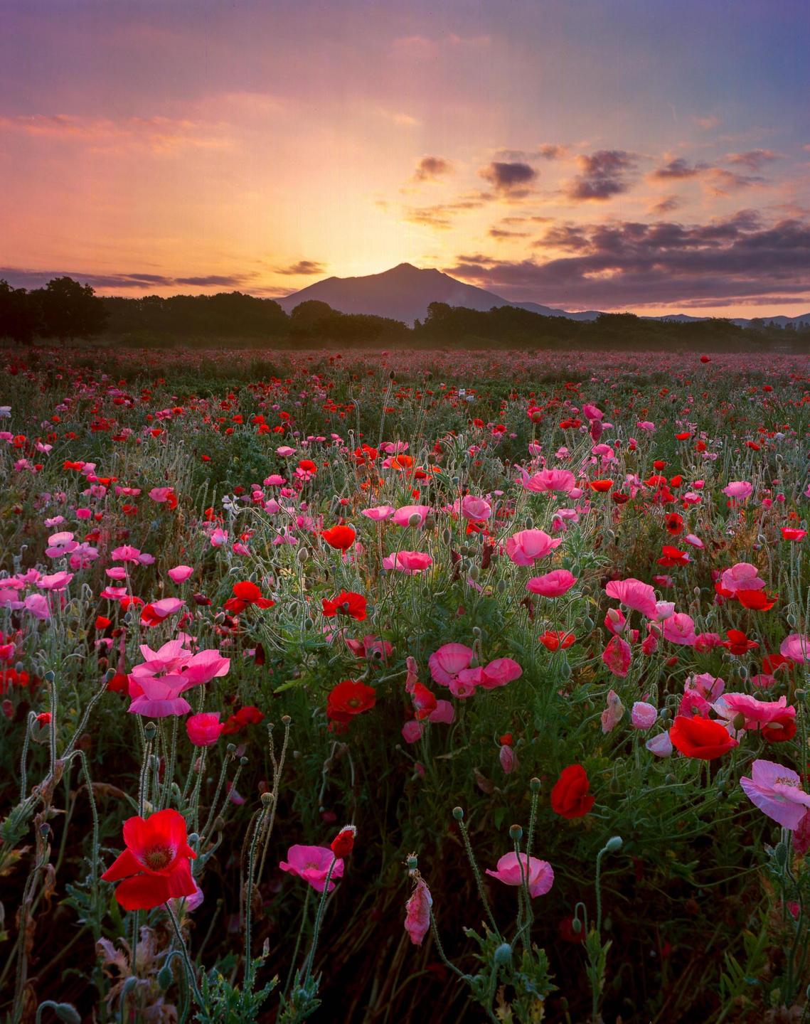 A field of red and pink poppies stretches towards a mountain at sunset.