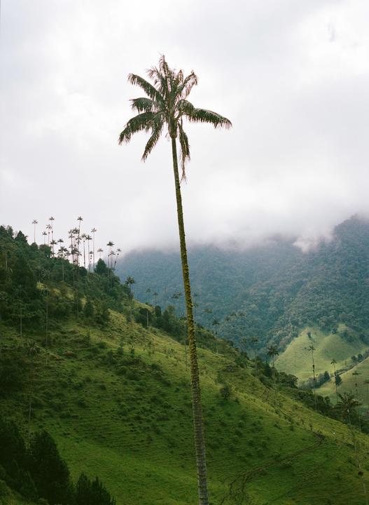 A very tall palm tree stands in the foreground of a lush green valley with other palm trees and mountains in the background.