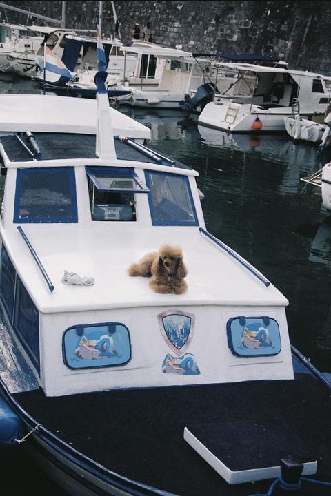 A poodle rests on the roof of a boat docked in a harbor.